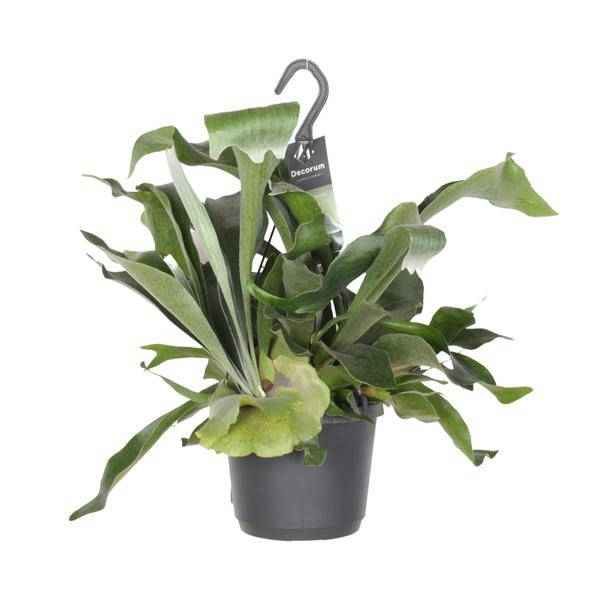 Image of Geweihfarn Platycerium Netherlands Zimmerpflanze Ø17cm ↕30cm – pflegeleichte Grünpflanze für Wohnzimmer, Büro & helle Standorte kaufen-0