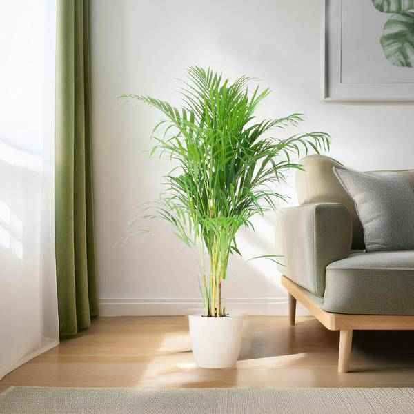 Image of Areca – Palme Dypsis Goldfruchtpalme – Zimmerpflanze ↕100cm Ø21cm – Mit Viber Topf Weiß – Luftreinigende Tropenpflanze für Wohnzimmer & Büro-2