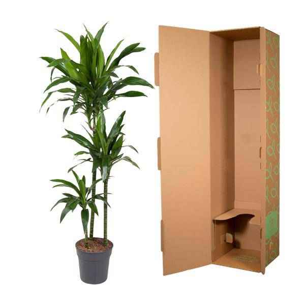 Image of Drachenbaum Zimmerpflanze Ø24cm ↕150cm – pflegeleichte Grünpflanze für Wohnzimmer, Büro & helle Standorte kaufen-2
