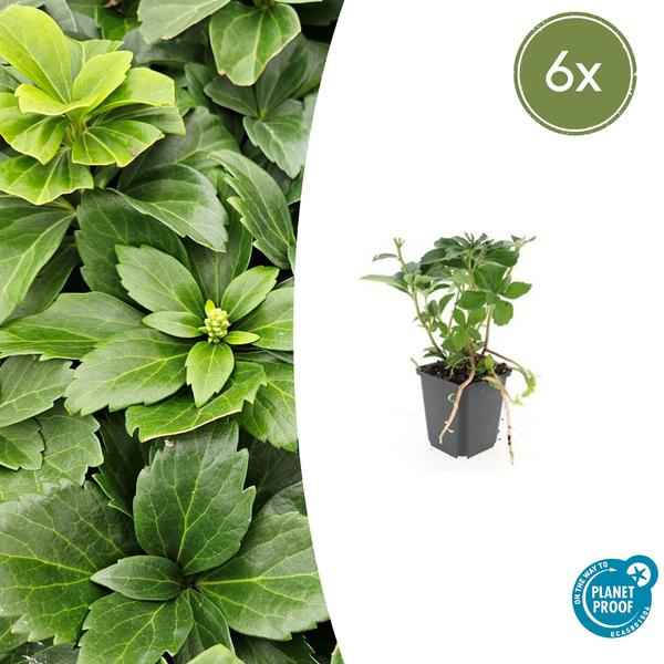 Image of Japanischer Ysander Pachysandra terminalis – 6 Pflanzen – Immergrüner Bodendecker – Schattengarten – Pflegeleicht – Unkrautunterdrückend
