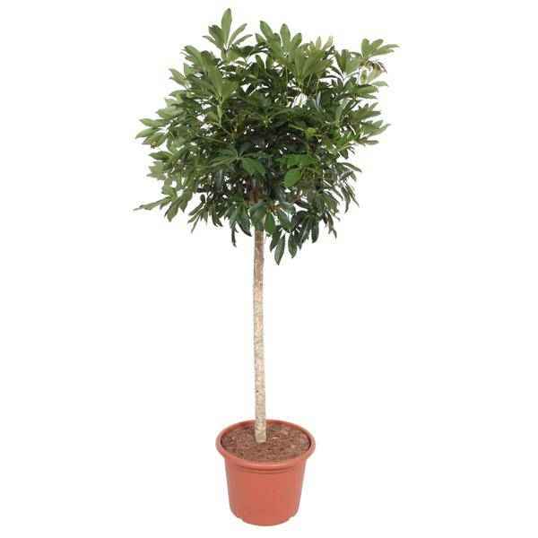 Image of Strahlenaralie Schefflera Arboricola Compacta Zimmerpflanze Ø45cm ↕190cm – pflegeleichte Grünpflanze für Wohnzimmer, Büro & helle Standorte-0