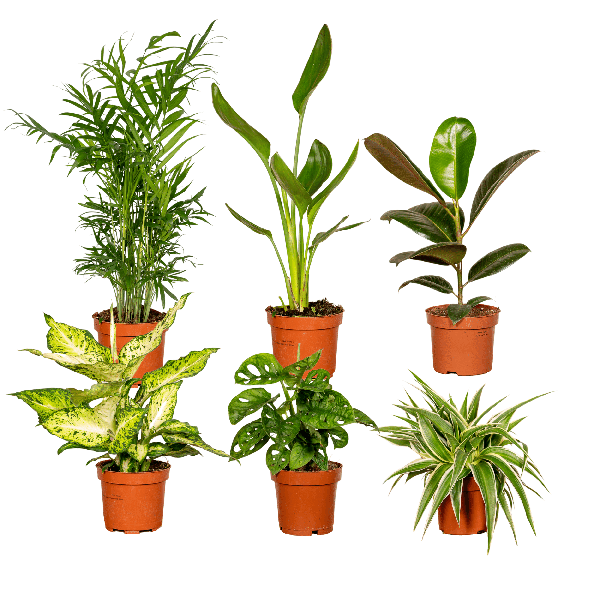 Image of Pflanzen Überraschungsbox Ø12cm ↕25cm – pflegeleichtes Pflanzen Set für Urban Jungle, Fensterbank, Wohnzimmer & Büro-0