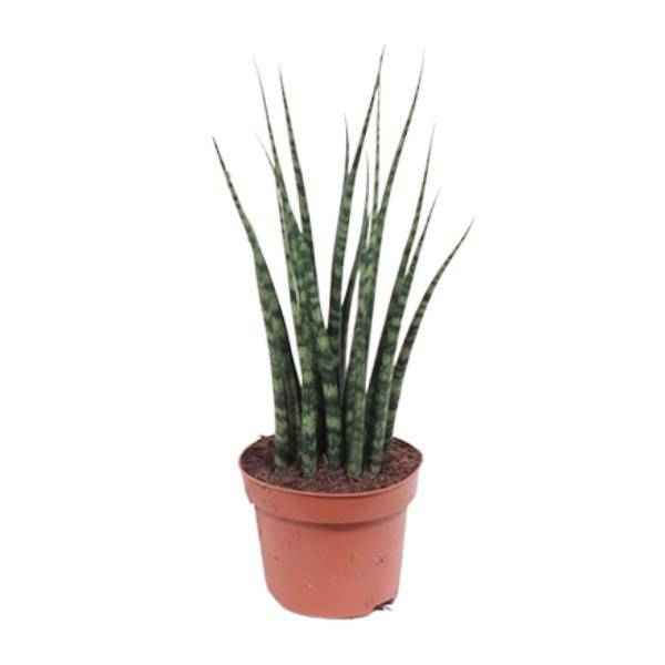 Image of Bogenhanf – Sansevieria Fernwood Mikado – Zimmerpflanze – Ø12cm – ↕40cm – Schwiegermutterzunge – pflegeleicht & luftreinigend