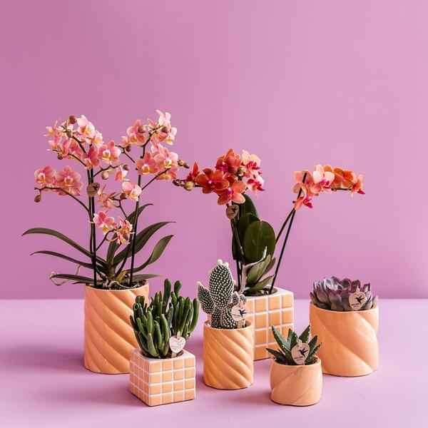 Image of Candy Blumentopf Pfirsich Ø9cm – Dekorativer Keramiktopf in moderner runder Form – Pflanzentopf für Orchideen, Sukkulenten & Grünpflanzen