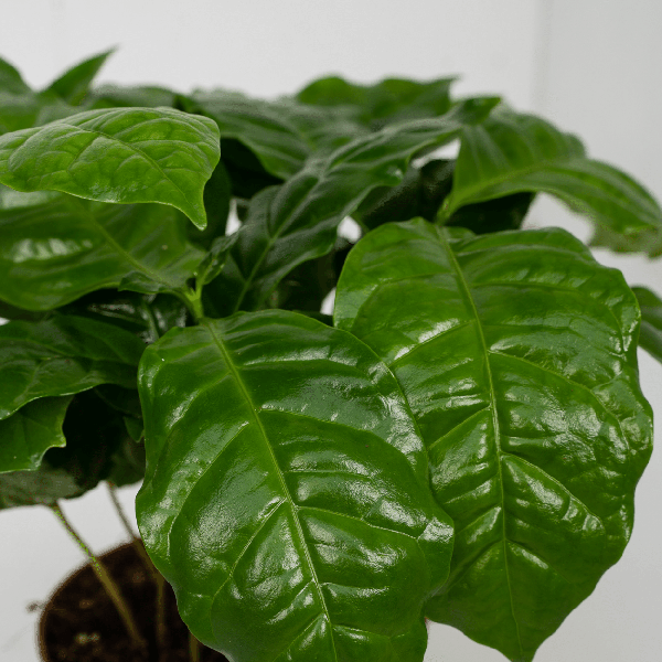 Image of Kaffeepflanze – Coffea Arabica – Zimmerpflanze – Ø12cm – ca. 25cm hoch – 2 Pflanzen – exotische Pflanze mit glänzenden Blättern-2