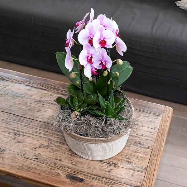 Image of Rosa Phalaenopsis Orchidee – Niagara Fall – Ø12cm Höhe55-60cm – Blühende Zimmerpflanze mit großen rosa Blüten – Elegante Orchidee als Geschenk & Deko