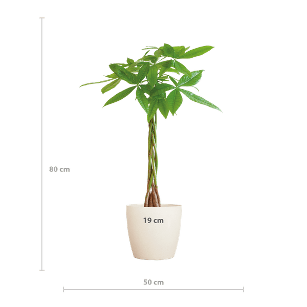 Image of Pachira Aquatica Geldbaum Glückskastanie ca. 80cm mit geflochtenem Stamm im weißen Viber Biotopf Ø21cm – Zimmerpflanze für Wohnung Büro Wohnzimmer-1