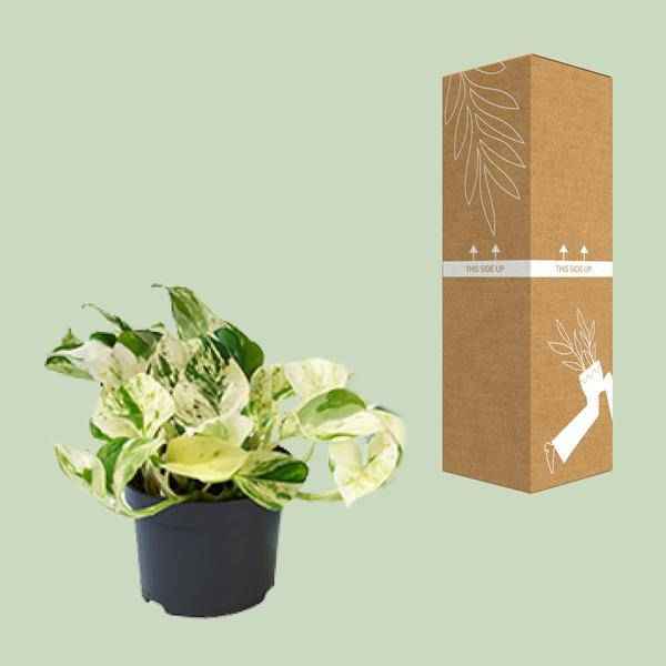 Image of Weiß – bunte Efeutute – Epipremnum 'Happy Leaf' – Ø12cm x H15cm – Panaschierte Zimmerpflanze – Pflegeleicht – Für Halbschatten – Im Pflanztopf