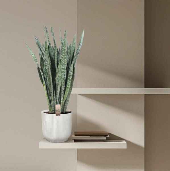 Image of Ceylon – Bogenhanf – Sansevieria Zeylenica – Zimmerpflanze 110cm – Ø35cm – Pflegeleichte Grünpflanze für Wohnzimmer, Büro & Schlafzimmer