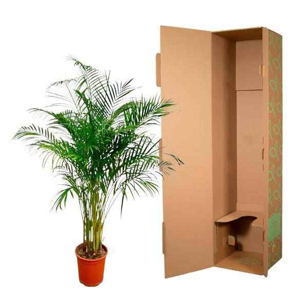Image of Goldfruchtpalme Dypsis Lutescens Zimmerpflanze Ø24cm ↕170cm – tropische Grünpflanze für Wohnzimmer, Büro & helle Standorte kaufen-2