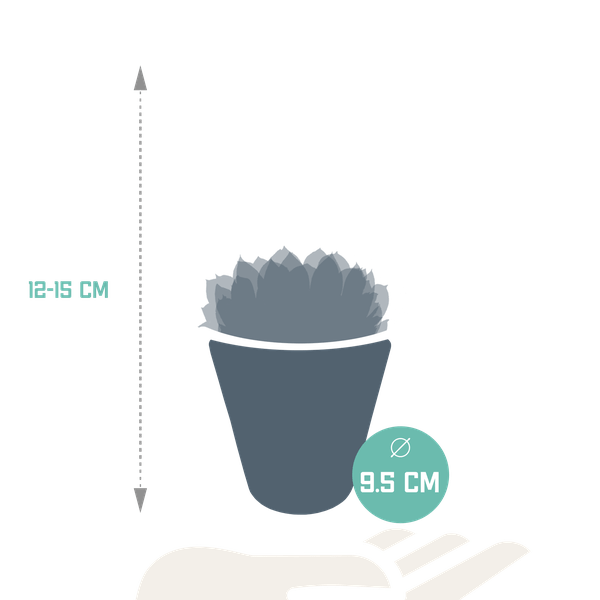 Image of Steinrose Echeveria Mischung Zimmerpflanze Ø8,5cm mit dekorativem Übertopf – pflegeleichte Sukkulente für Wohnzimmer, Büro & helle Standorte-1