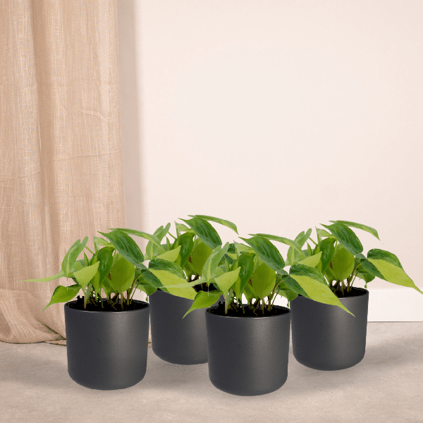 Image of Baumfreund – Philodendron scandens Brasil – 4 Pflanzen – Ø12cm – Höhe ca. 15cm – Pflegeleichte Zimmerpflanzen – Rank-1