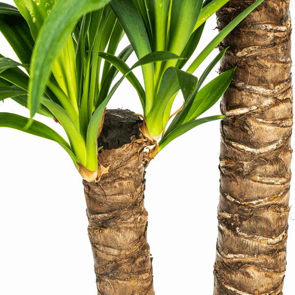 Image of Yucca Elephantipes – Riesen – Palmlilie – Zimmerpflanze Ø19cm ↕70-90cm – Robust & pflegeleicht – Exotisch & dekorativ-3