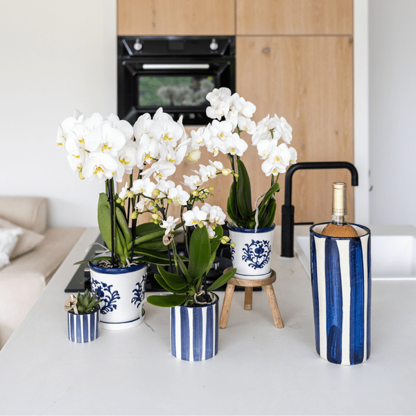 Image of Orchidee Amabilis Weiß – Zimmerpflanze mit 2-3 Stielen – Im Malaga Ziertopf Blau Ø9cm