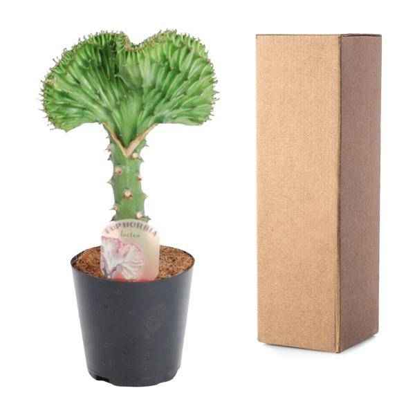 Image of Euphorbia lactea Cristata Grün – Korallen – Wolfsmilch – Zimmerpflanze ca. 30cm – Ø10,5cm – Exotische Sukkulente in Korallenform