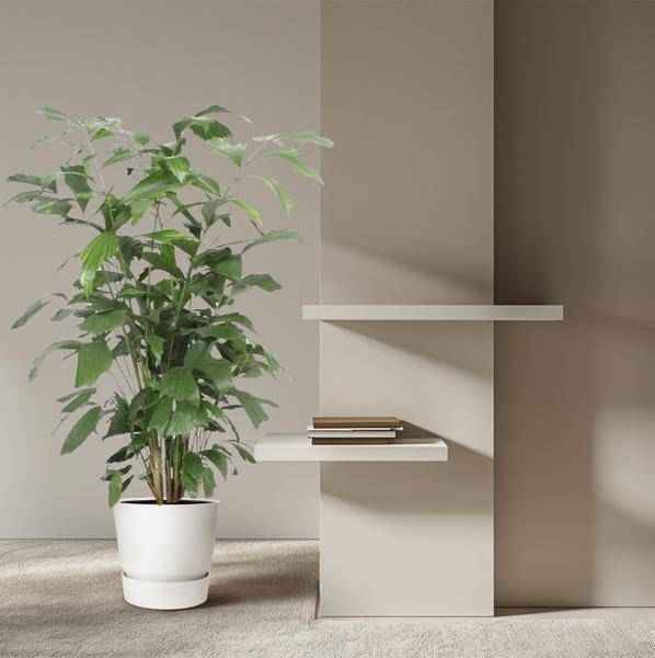 Image of Fischschwanzpalme – Caryota Mitis – Zimmerpflanze – 140cm – Ø27cm – Exotische Palme mit fächerförmigen Blättern für Wohnzimmer und Büro