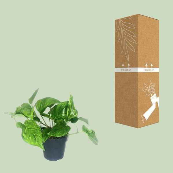 Image of Efeutute Scindapsus Pictus Trebie – Zimmerpflanze im Ø12 cm Topf – ca. 20 cm hoch – Herzförmige Blätter mit silbernen Mustern – Pflegeleicht & luftreinigend-2