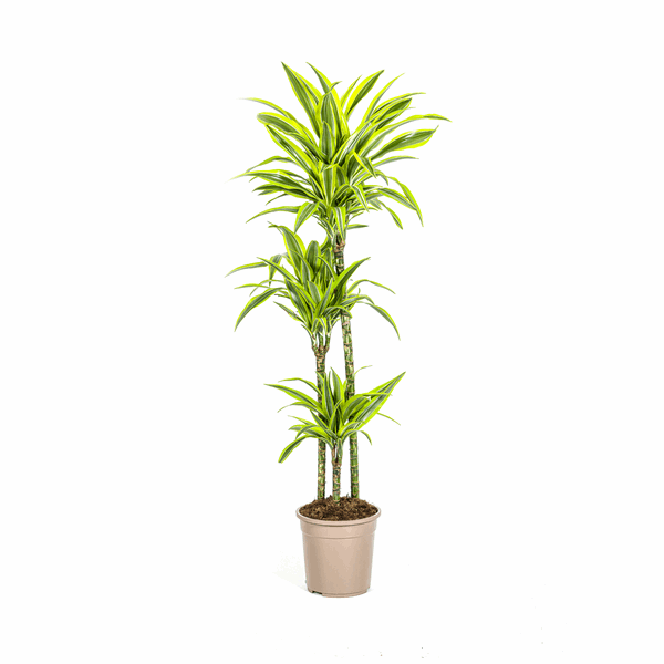 Image of Drachenbaum Dracaena Deremensis Lemon Lime – Ø24cm – ↕130-150cm – Exotische Zimmerpflanze mit grün – gelben Blättern – Pflegeleicht & luftreinigend-0