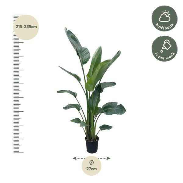 Image of Baum – Strelitzie – Strelitzia Nicolai – Zimmerpflanze 210cm – Ø27cm – Weißer Paradiesvogel mit großen grünen Blättern-1