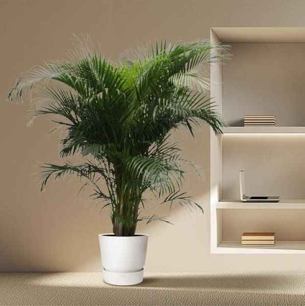 Image of Goldfruchtpalme Dypsis Lutescens Zimmerpflanze Ø40cm ↕230cm – tropische Grünpflanze für Wohnzimmer, Büro & helle Standorte kaufen-3