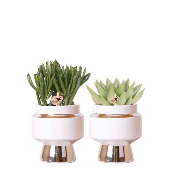 Image of Rhipsalis 2er – Set in silbernen Le Chic Keramiktöpfen – Ø9cm – Stilvolle Zimmerpflanzen – Pflegeleichte Kakteen im eleganten Design-0