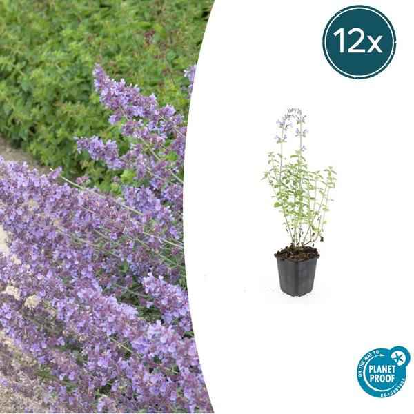 Image of Katzenminze – Nepeta 'Walker's Low' – ↕10-25cm – Ø9cm – 12 Pflanzen – Lavendelblau – Bienenfreundlich – Pflegeleicht – Sonne-1