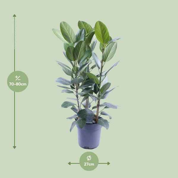 Image of Banyanbaum – Ficus Audrey – 3 Pflanzen – Zimmerpflanze – Ø27cm – ↕105cm – Tropische Grünpflanze mit glänzenden Blättern – Pflegeleicht & dekorativ-1