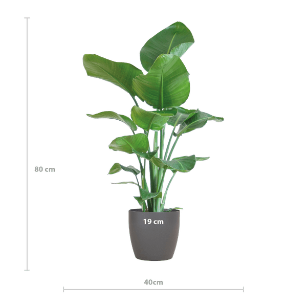 Image of Strelitzia Nicolai – Baum – Strelitzie – Zimmerpflanze – 80cm hoch – Ø21cm – inkl. Übertopf – Paradiesvogelpflanze, tropisches Grün, pflegeleicht-1