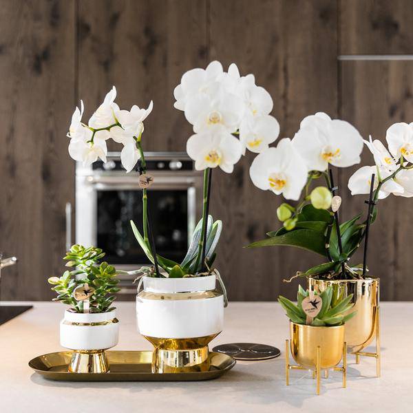 Image of Sukkulenten 2er – Set in eleganten Le Chic Keramiktöpfen – Ø9cm – Pflegeleichte Grünpflanzen – Weiß mit goldenen Details – Dekoratives Pflanzen-4