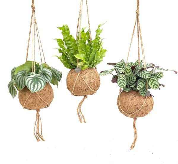 Image of Kokodama Dschungel – Mix – Hängepflanzen Set – Zimmerpflanzen im Kokodama – Design – Ø17cm – Höhe ca. 28cm – 3 Pflanzen