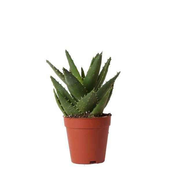 Image of Sukkulente Aloe Brevifolia Zimmerpflanze Ø9cm – pflegeleichte Sukkulente für Wohnzimmer, Büro & helle Standorte kaufen-0