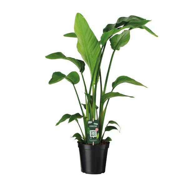 Image of Baum – Strelitzie Strelitzia Nicolai Zimmerpflanze Ø19cm ↕90cm – tropische Grünpflanze für Wohnzimmer, Büro & helle Standorte kaufen