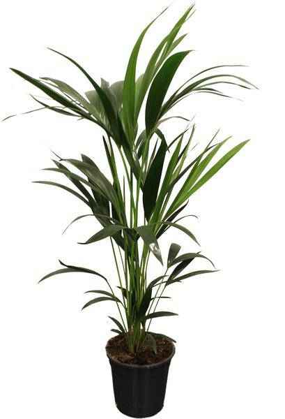 Image of Howea Forsteriana Kentia – Forstersche Kentia – Zimmerpflanze – Ø21cm – Höhe ca. 100cm – Elegante, pflegeleichte Grünpflanze – Für Wohnzimmer & Büro