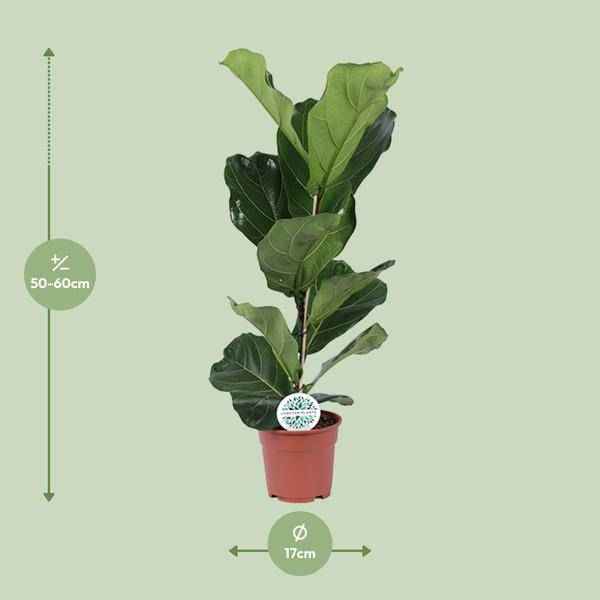 Image of Ficus lyrata – Geigen – Feige – Zimmerpflanze – Luftreinigend – Dekorativ – Ø17cm – Höhe ca. 60cm – Pflegeleicht – Wohnzimmerpflanze