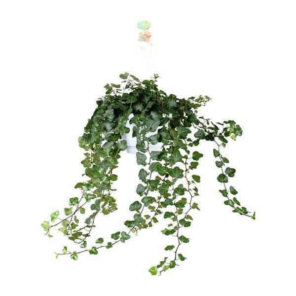 Image of Efeu – Hedera Helix Wonder Green – Zimmerpflanze – Ø24cm – 70cm Höhe – Luftreinigend & Pflegeleicht – Kletterpflanze für Wohnräume-0