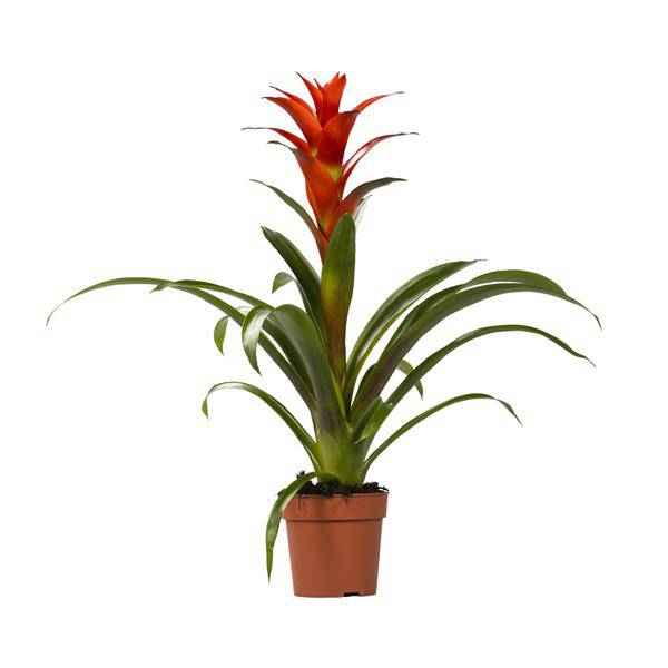 Image of Bromelie Guzmania Ostara Zimmerpflanze Ø12cm ↕45cm – pflegeleichte Grünpflanze für Wohnzimmer, Büro & helle Standorte kaufen