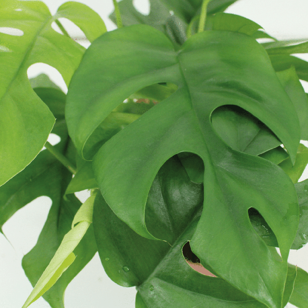 Image of Fensterblatt – Monstera Minima – Zimmerpflanze – Ø15cm – ca. 30cm hoch – 2 Pflanzen – tropische Kletter – und Dekopflanze für Zuhause & Büro-2