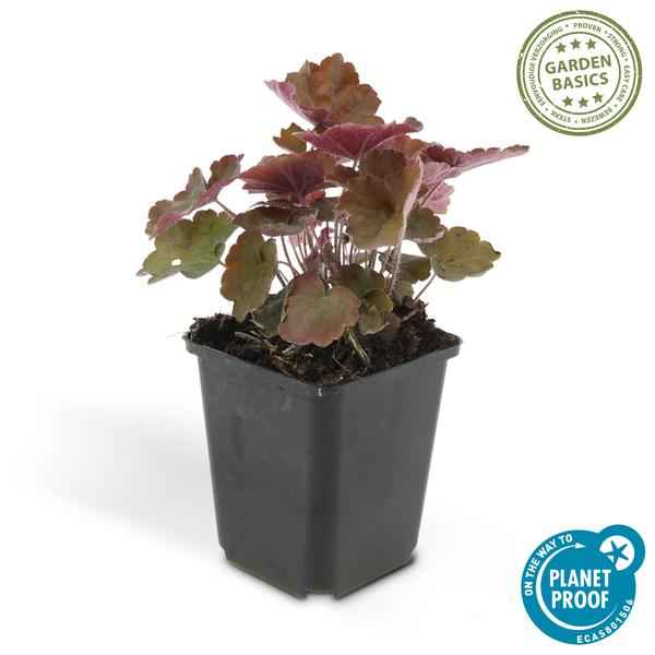 Image of Heuchera 'Palace Purple' – Rotblättriges Silberglöckchen – Staude für Schatten & Beete – ↕10-25cm – Ø9cm – 6 Pflanzen – Für Garten & Pflanzgefäße-2