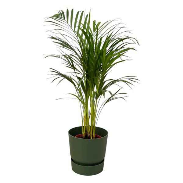Image of Areca Palme – Betelpalme – ca. 85cm Höhe – Zimmerpflanze luftreinigend – inkl. Blumentopf Grün Ø24xH23 – Pflegeleicht für Zimmer & Büro