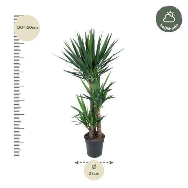 Image of Yucca Elephantipes – Riesen – Palmlilie – Zimmerpflanze – Ø27cm – ↕140cm – Pflegeleicht & Robust – Für Innen & Außen-1
