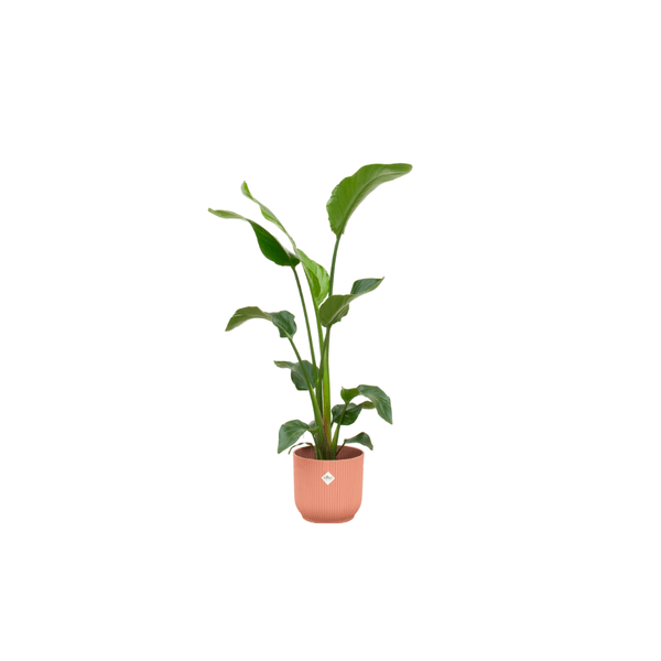 Image of Strelitzia Nicolai Baum-Strelitzie – ca. 100cm hoch – Ø22cm – Inkl. Pflanztopf Rosa – Tropische Zimmerpflanze mit großen Blättern – Exotische Grünpflanze für Wohnzimmer & Büro-0