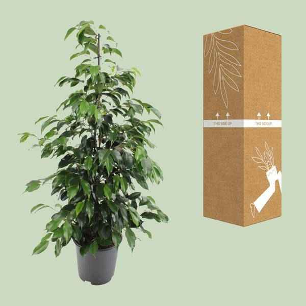 Image of Birkenfeige – Ficus benjamina Danielle – Ø21cm – ca. 95–105cm hoch – Zimmerpflanze mit glänzend grünen Blättern – Pflegeleichte & luftreinigende Grünpflanze-2