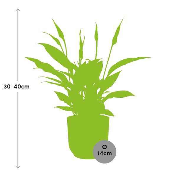 Image of Einblatt Spathiphyllum Torelli Zimmerpflanze Ø12cm – pflegeleichte Grünpflanze für Wohnzimmer, Büro & helle Standorte kaufen-1