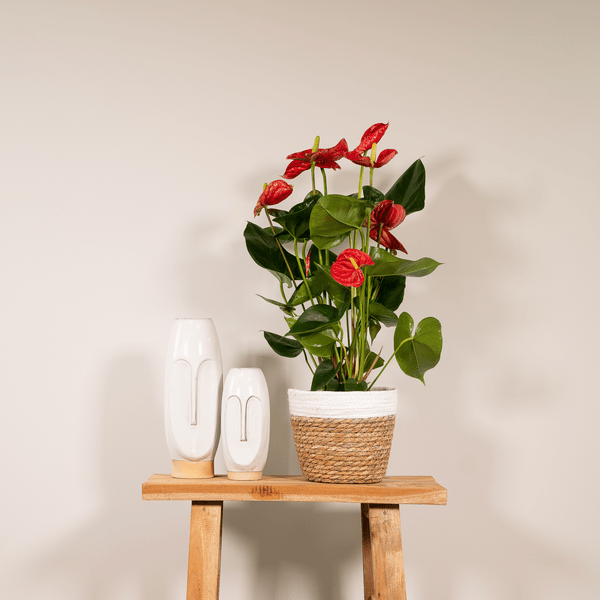 Image of Flamingoblume – Anthurium Rot – Zimmerpflanze – Ø17cm – ↕55cm – Elegante rote Blüten – Pflegeleichte Zimmerpflanze-1