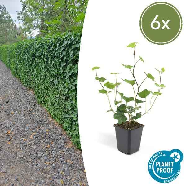 Image of Großblättriger Irischer Efeu Hedera hibernica – Kletterpflanze & Bodendecker – Ø9cm – ↕10-25cm – 6 Pflanzen – pflegeleicht & robust