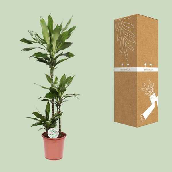 Image of Drachenbaum – Dracaena Janet Lind – Zimmerpflanze – Ø24cm – ↕130cm – Pflegeleichte Grünpflanze für Zuhause & Büro-2