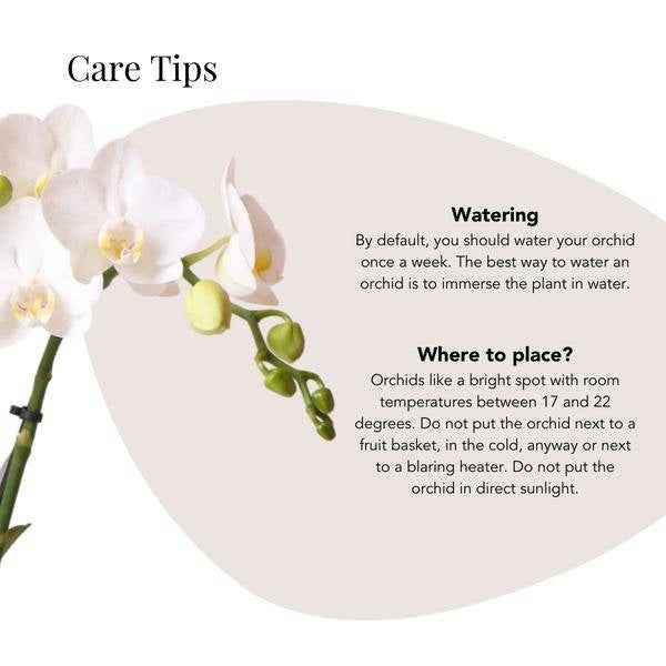 Image of Phalaenopsis Orchidee Amabilis Weiß – inkl. Elite Keramiktopf Silber – Zimmerpflanze ca. 35cm – Edle Orchidee mit 2-3 Blütenstielen-4
