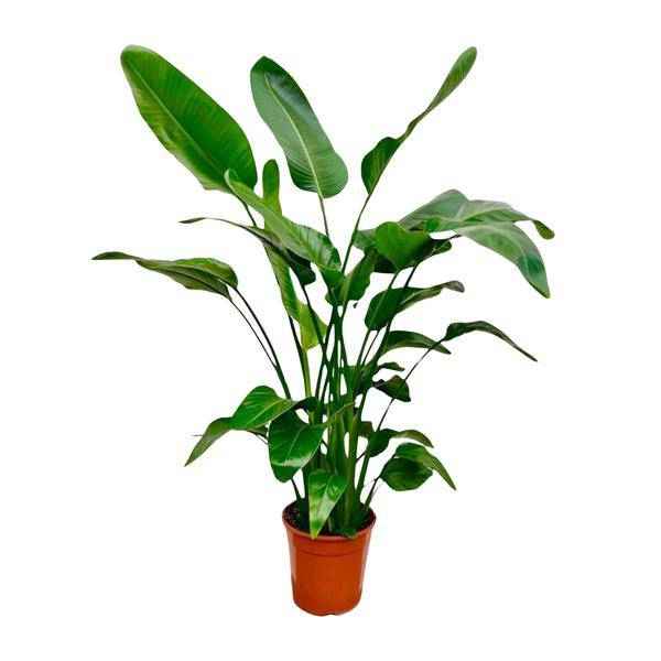 Image of Baum – Strelitzie Strelitzia Nicolai Zimmerpflanze Ø24cm ↕150cm – tropische Grünpflanze für Wohnzimmer, Büro & helle Standorte kaufen-0