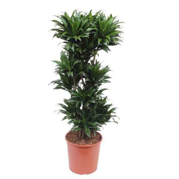 Image of Drachenbaum Dracaena Compacta – 140cm hoch – Ø30cm – Elegante Zimmerpflanze mit dichtem dunkelgrünem Blattwerk – pflegeleicht – für Zimmer & Büro-0