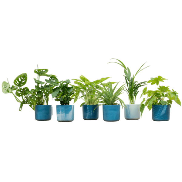 Image of Überraschungskiste – 6 verschiedene Zimmerpflanzen + Keramiktopf Ocean Blue Ø14cm – grüne Vielfalt für Zuhause & Büro – pflegeleicht & dekorativ-0